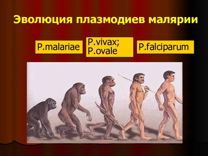 Эволюция плазмодиев малярии P.malariae P.vivax; P.ovale P.falciparum