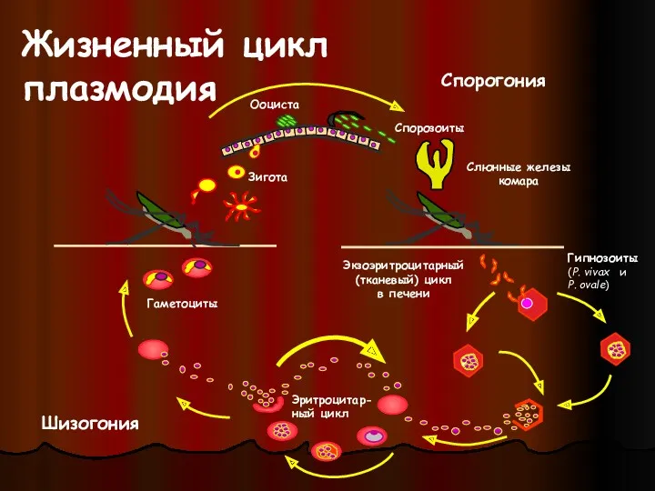 Экзоэритроцитарный (тканевый) цикл в печени Жизненный цикл плазмодия Шизогония Спорогония