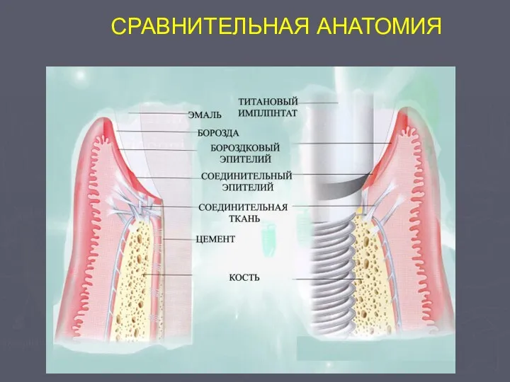 СРАВНИТЕЛЬНАЯ АНАТОМИЯ