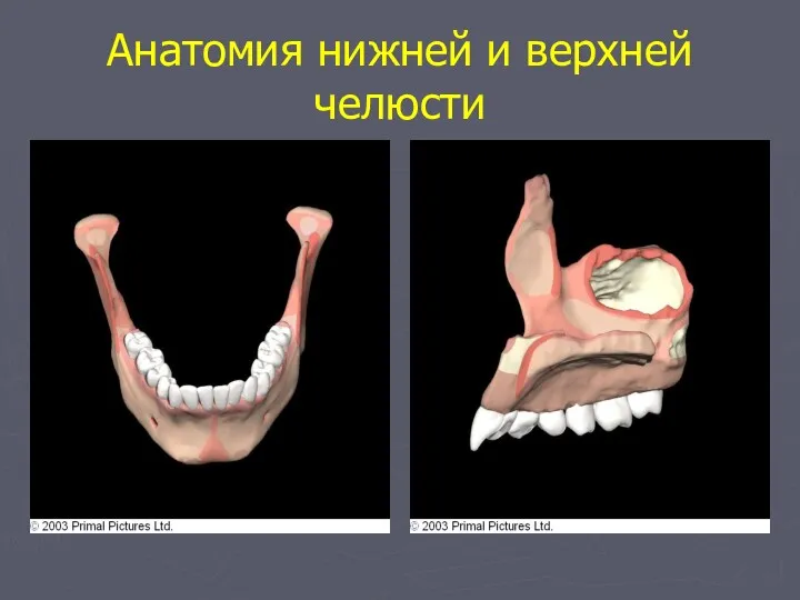 Анатомия нижней и верхней челюсти