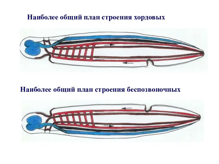 Наиболее общий план строения хордовых Наиболее общий план строения беспозвоночных