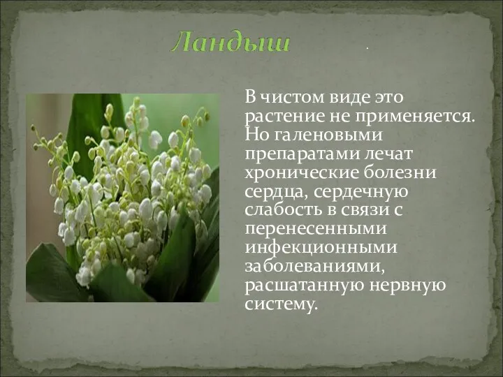 В чистом виде это растение не применяется. Но галеновыми препаратами лечат хронические болезни