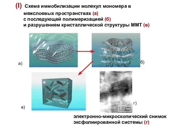 (I) Схема иммобилизации молекул мономера в межслоевых пространствах (а) с
