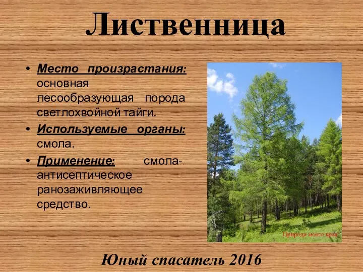 Лиственница Место произрастания: основная лесообразующая порода светлохвойной тайги. Используемые органы: смола. Применение: смола-