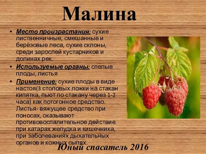 Малина Место произрастания: сухие лиственничные, смешанные и берёзовые леса, сухие склоны, среди зарослей