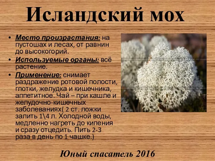 Исландский мох Место произрастания: на пустошах и лесах, от равнин до высокогорий. Используемые