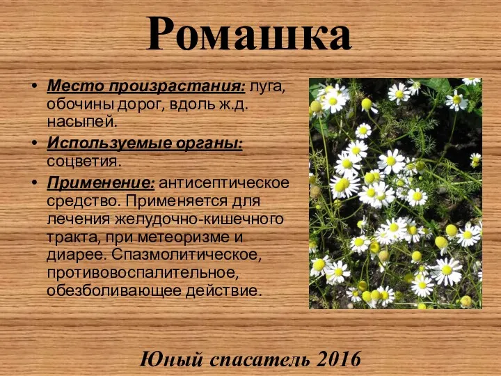 Ромашка Место произрастания: луга, обочины дорог, вдоль ж.д. насыпей. Используемые органы: соцветия. Применение: