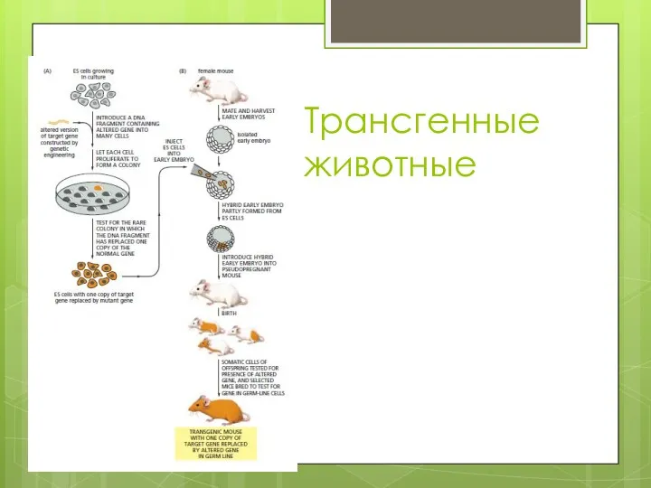 Трансгенные животные