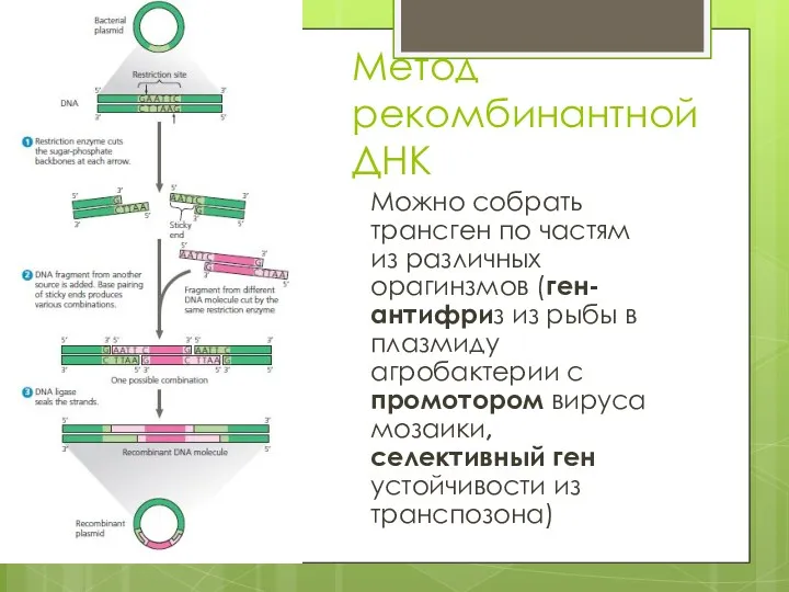 Метод рекомбинантной ДНК Можно собрать трансген по частям из различных