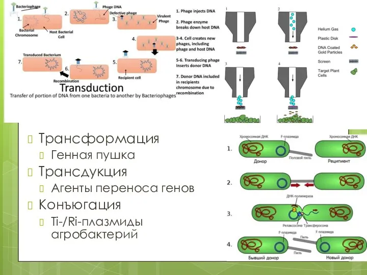 Трансформация Генная пушка Трансдукция Агенты переноса генов Конъюгация Ti-/Ri-плазмиды агробактерий