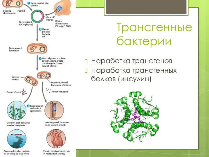 Трансгенные бактерии Наработка трансгенов Наработка трансгенных белков (инсулин)