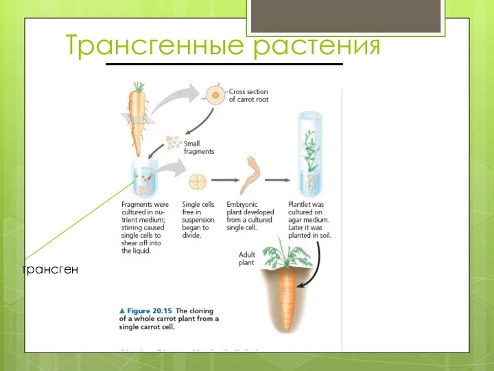 Трансгенные растения трансген