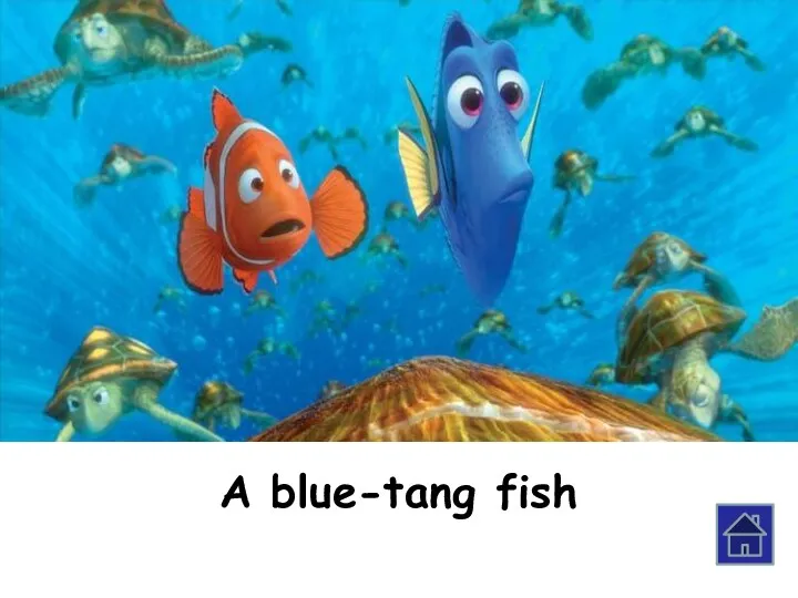 A blue-tang fish