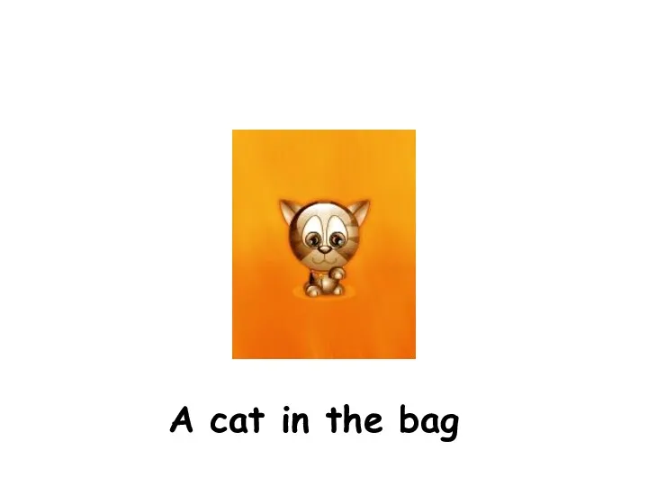 A cat in the bag