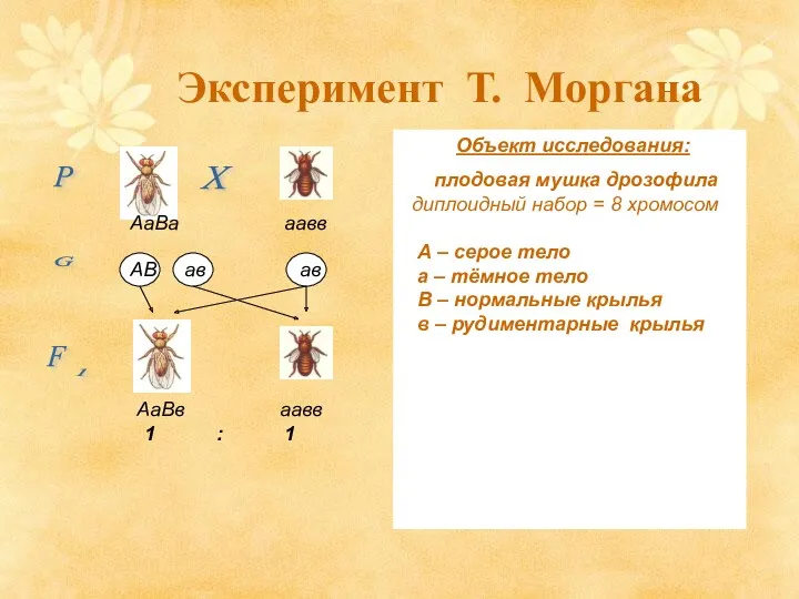 Эксперимент Т. Моргана Объект исследования: плодовая мушка дрозофила диплоидный набор