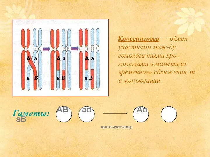 Кроссинговер – обмен участками меж-ду гомологичными хро-мосомами в момент их