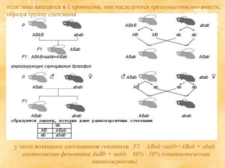 если гены находятся в 1 хромосоме, они наследуются преимущественно вместе,