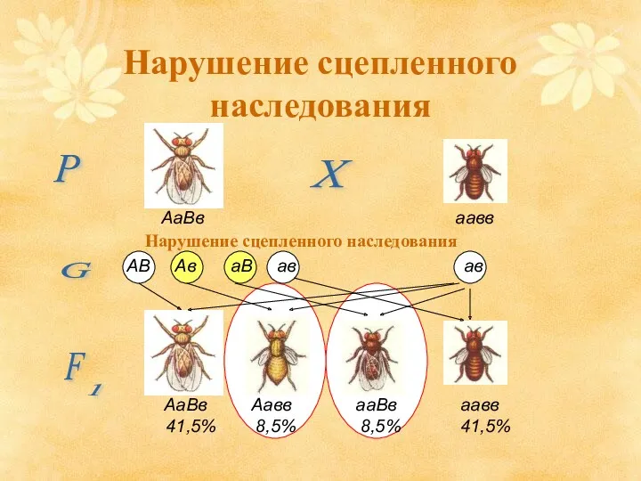 Р Х F 1 G АаВв аавв АВ Ав аВ