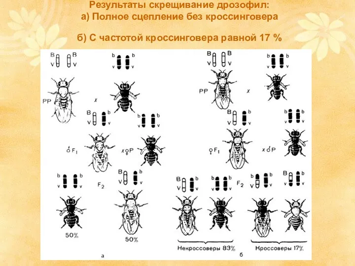 Результаты скрещивание дрозофил: а) Полное сцепление без кроссинговера б) С частотой кроссинговера равной 17 %