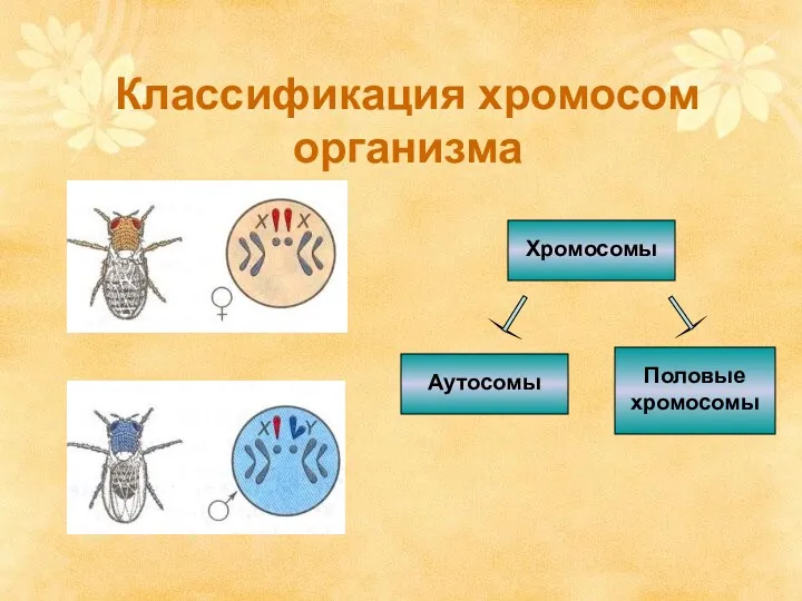 Классификация хромосом организма Хромосомы Аутосомы Половые хромосомы