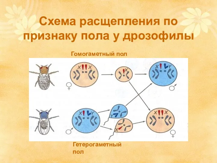 Схема расщепления по признаку пола у дрозофилы Гомогаметный пол Гетерогаметный пол