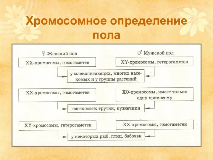 Хромосомное определение пола