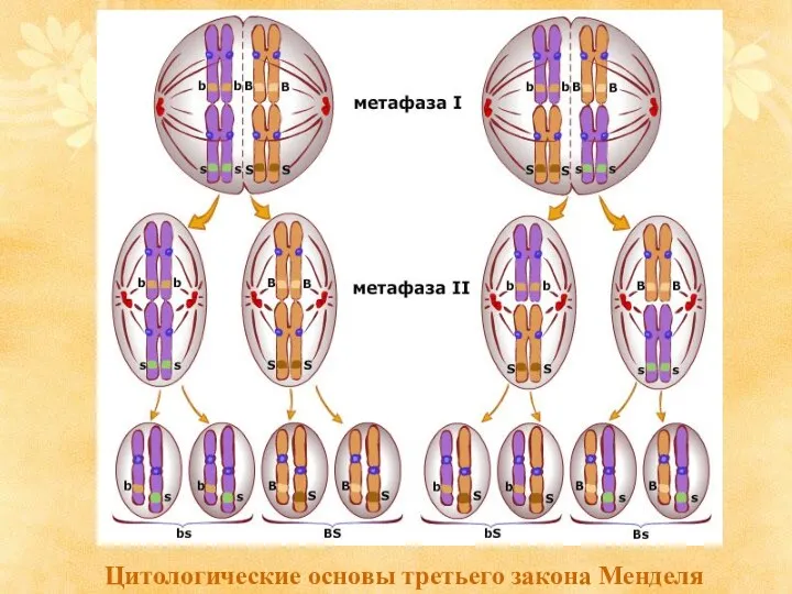 Цитологические основы третьего закона Менделя