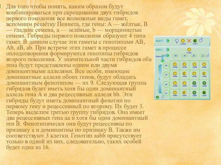 Для того чтобы понять, каким образом будут комбинироваться при скрещивании