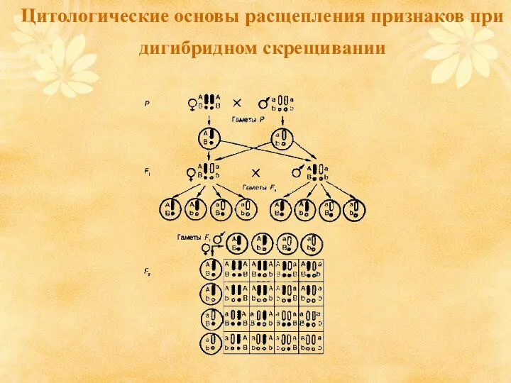 Цитологические основы расщепления признаков при дигибридном скрещивании