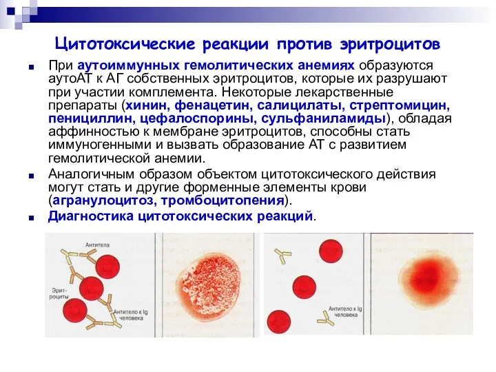 Цитотоксические реакции против эритроцитов При аутоиммунных гемолитических анемиях образуются аутоАТ к АГ собственных