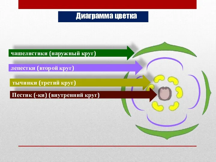 Диаграмма цветка чашелистики (наружный круг) лепестки (второй круг) тычинки (третий круг) Пестик (-ки) (внутренний круг)