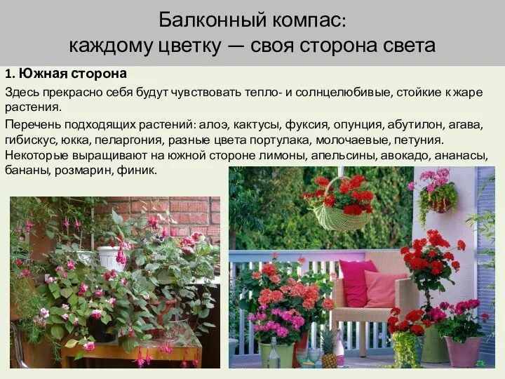 Балконный компас: каждому цветку — своя сторона света 1. Южная сторона Здесь прекрасно