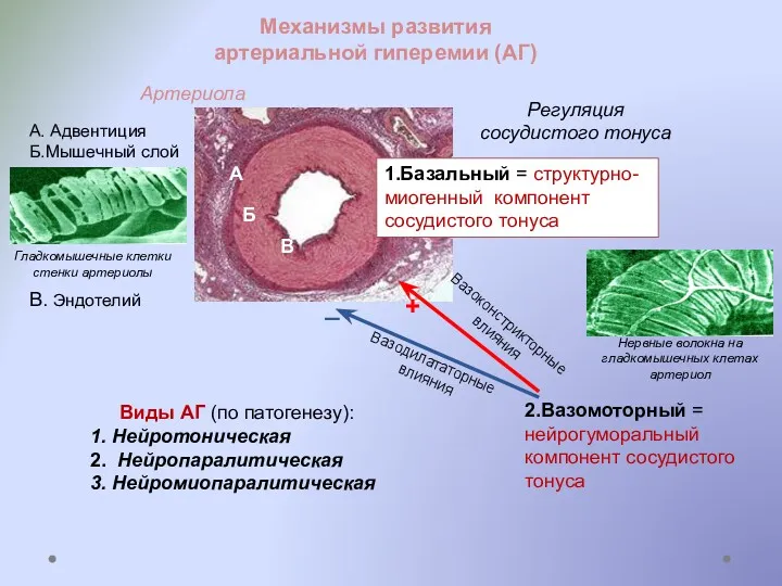 Механизмы развития артериальной гиперемии (АГ) А. Адвентиция Б.Мышечный слой В.