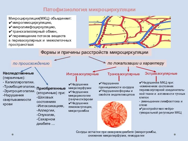 Микроциркуляция(МКЦ) объединяет: ✔микрогемоциркуляцию, ✔микролимфоциркуляцию, ✔транскапиллярный обмен, ✔перемещение потоков веществ в