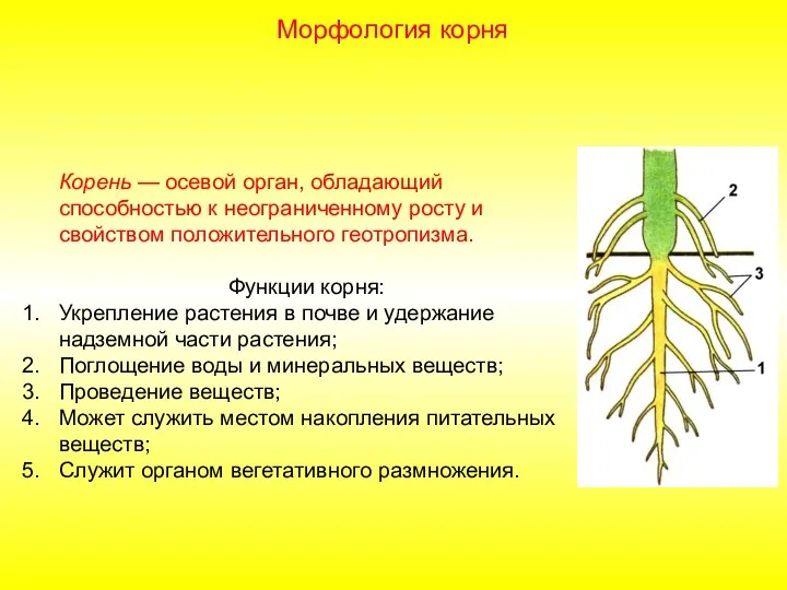 Корень — осевой орган, обладающий способностью к неограниченному росту и