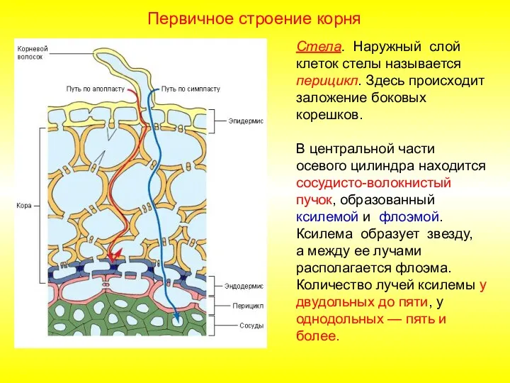 Стела. Наружный слой клеток стелы называется перицикл. Здесь происходит заложение