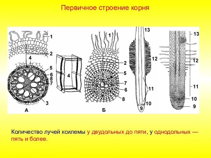 Первичное строение корня Количество лучей ксилемы у двудольных до пяти, у однодольных — пять и более.