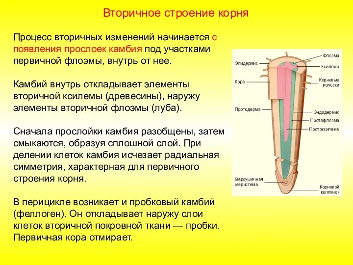 Процесс вторичных изменений начинается с появления прослоек камбия под участками