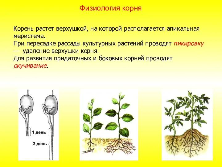 Корень растет верхушкой, на которой располагается апикальная меристема. При пересадке