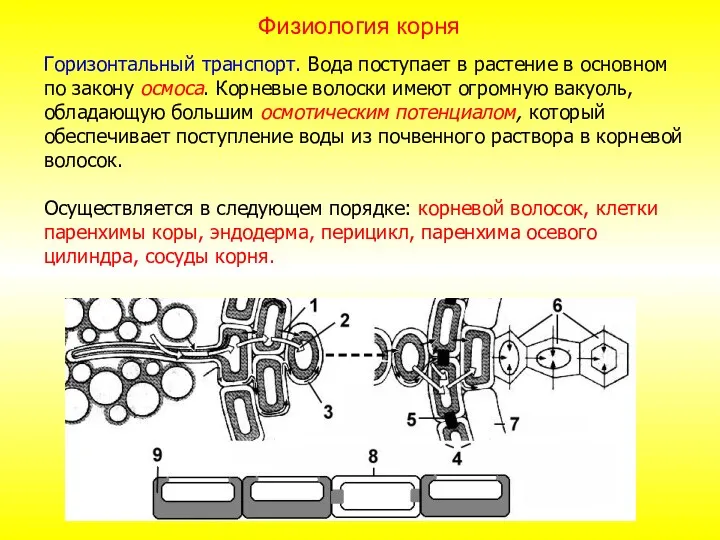 Горизонтальный транспорт. Вода поступает в растение в основном по закону