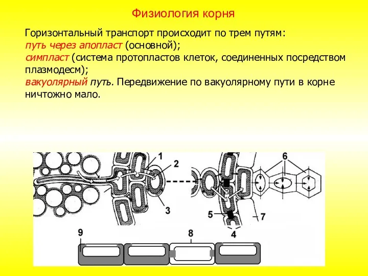 Горизонтальный транспорт происходит по трем путям: путь через апопласт (основной);