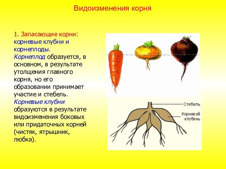 1. Запасающие корни: корневые клубни и корнеплоды. Корнеплод образуется, в