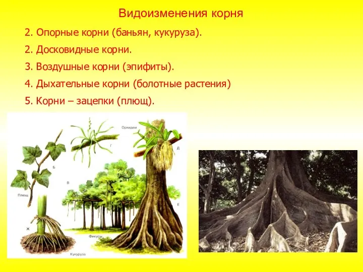 2. Опорные корни (баньян, кукуруза). 2. Досковидные корни. 3. Воздушные
