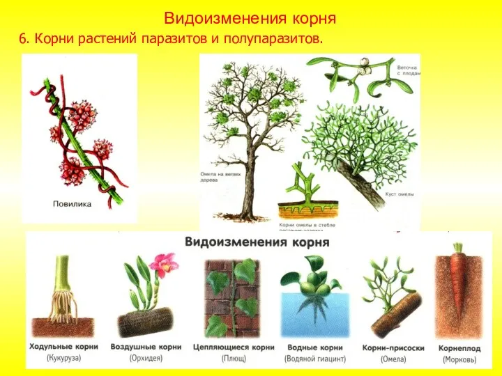 6. Корни растений паразитов и полупаразитов. Видоизменения корня