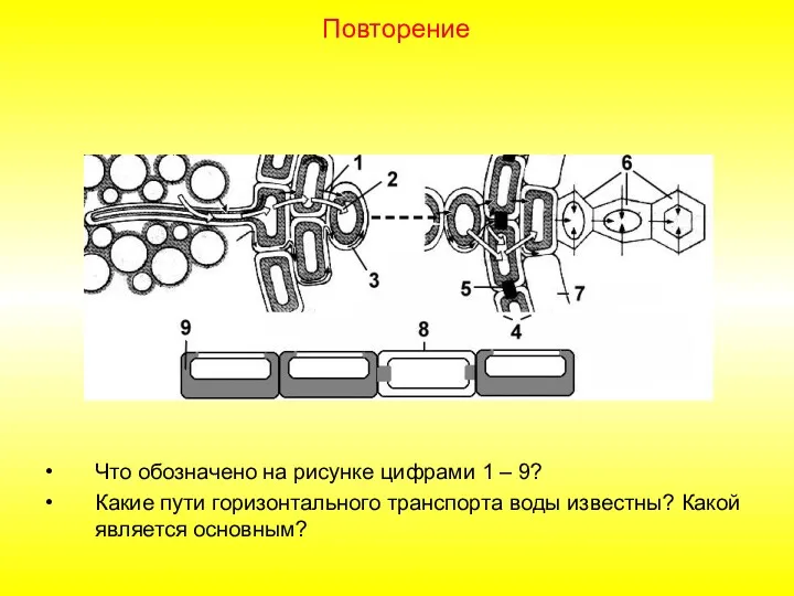 Что обозначено на рисунке цифрами 1 – 9? Какие пути