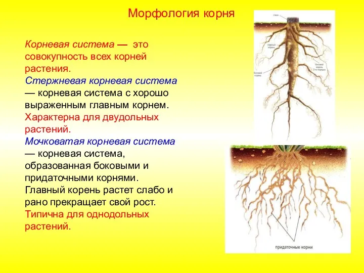 Корневая система — это совокупность всех корней растения. Стержневая корневая