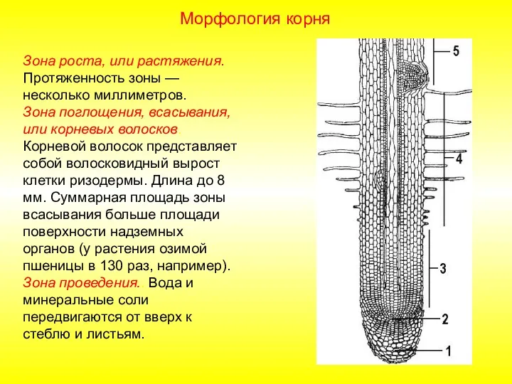 Зона роста, или растяжения. Протяженность зоны — несколько миллиметров. Зона