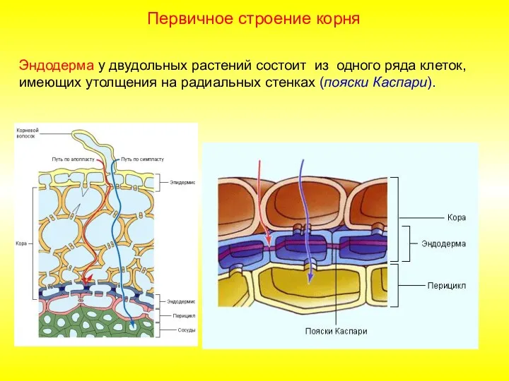 Эндодерма у двудольных растений состоит из одного ряда клеток, имеющих