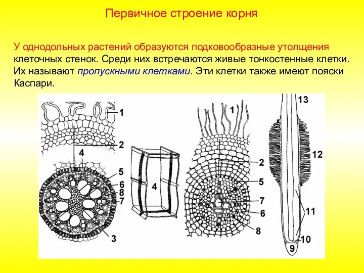 У однодольных растений образуются подковообразные утолщения клеточных стенок. Среди них