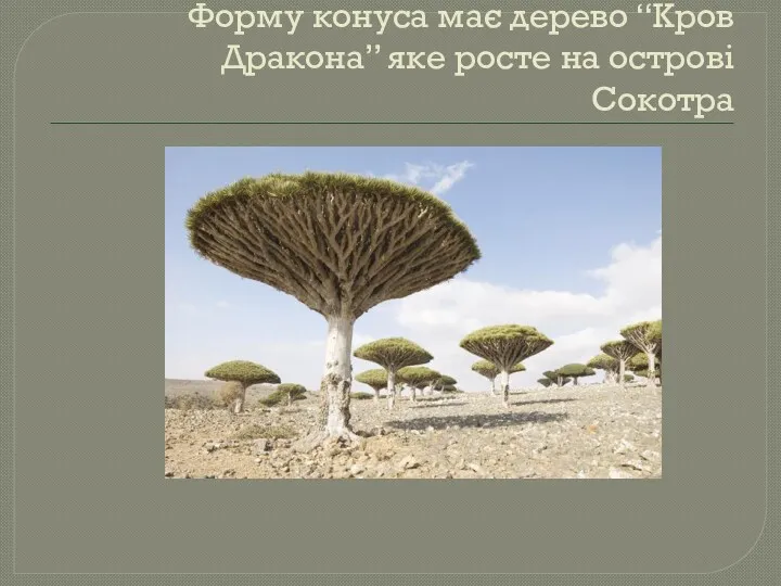 Форму конуса має дерево “Кров Дракона” яке росте на острові Сокотра